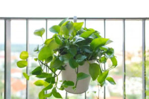 گیاه آپارتمانی آویز