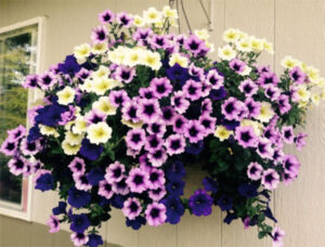 گیاه آپارتمانی آویز