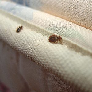 نفوذ حشرات موذی به تشک