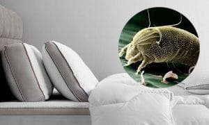 رخت خواب شما محل مناسبی برای تجمع میلیون‌ها حشره میکروسکوپی است