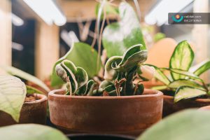 نگهداری از گیاهان آپارتمانی در فصل زمستان