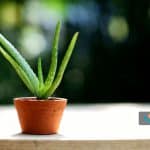 گیاه تابستانی برای نگهداری در خانه