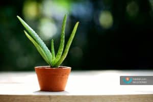 گیاه تابستانی برای نگهداری در خانه