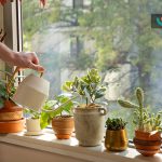 آبیاری گیاهان خانگی در تابستان