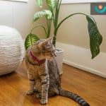 گیاه و حیوان خانگی