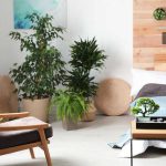 نقش گیاهان در کیفیت خواب