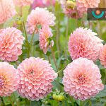 کاشتن گل در پاییز