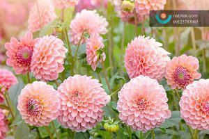 کاشتن گل در پاییز