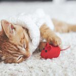 فرش مناسب برای حیوانات خانگی