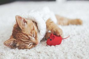 فرش مناسب برای حیوانات خانگی