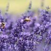 طراحی فضا برای حیوانات خانگی با 7 نکته کاربردی خواب بهتر با گیاهان معطر