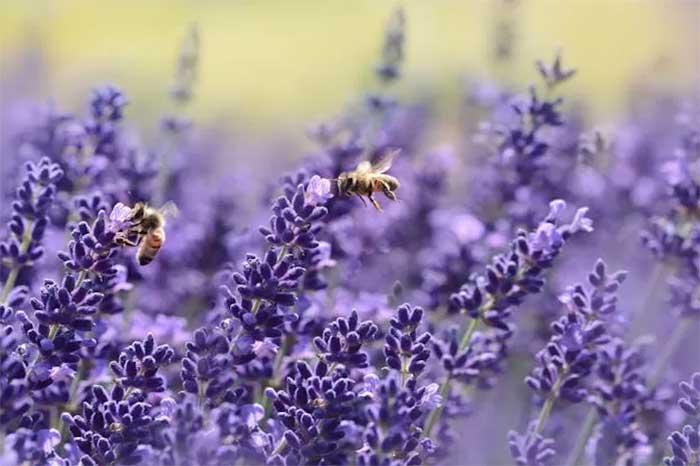 خواب بهتر با گیاهان معطر