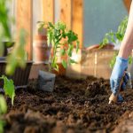 توصیه باغبانی