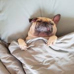 پتوی مخصوص حیوان خانگی