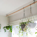 گیاه آپارتمانی آویز