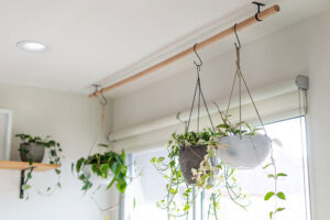 گیاه آپارتمانی آویز